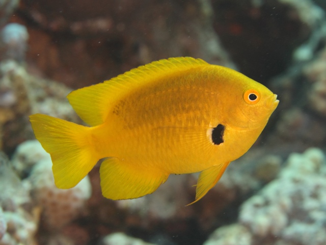 souffrée